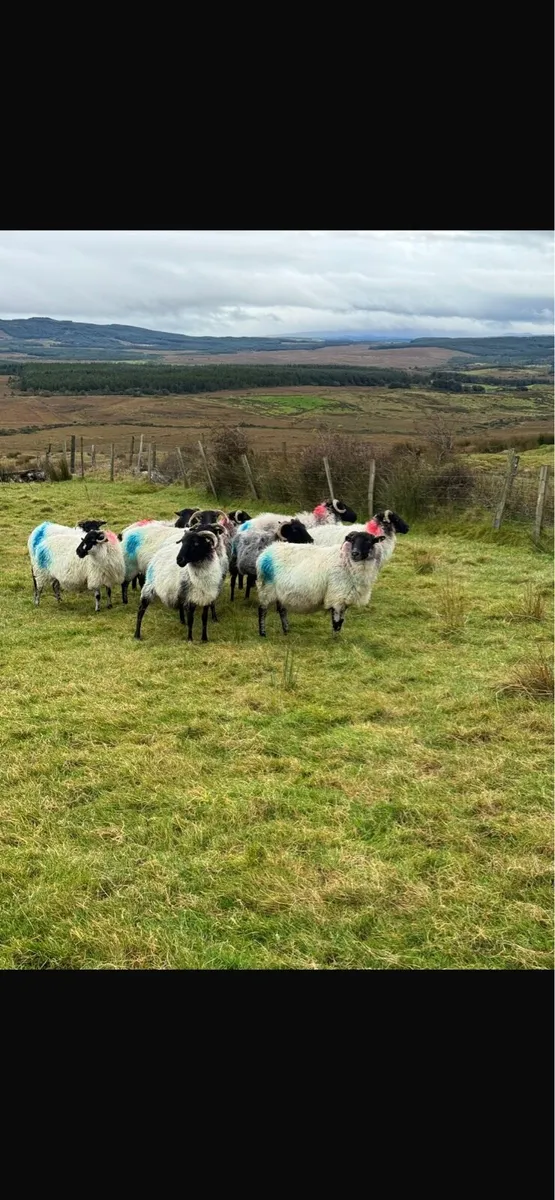 Aged ewes and ewe lambs - Image 1