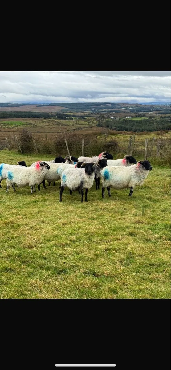 Aged ewes and ewe lambs - Image 2
