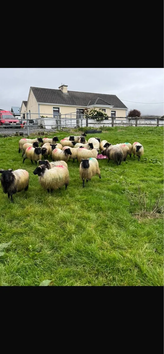 Aged ewes and ewe lambs - Image 3