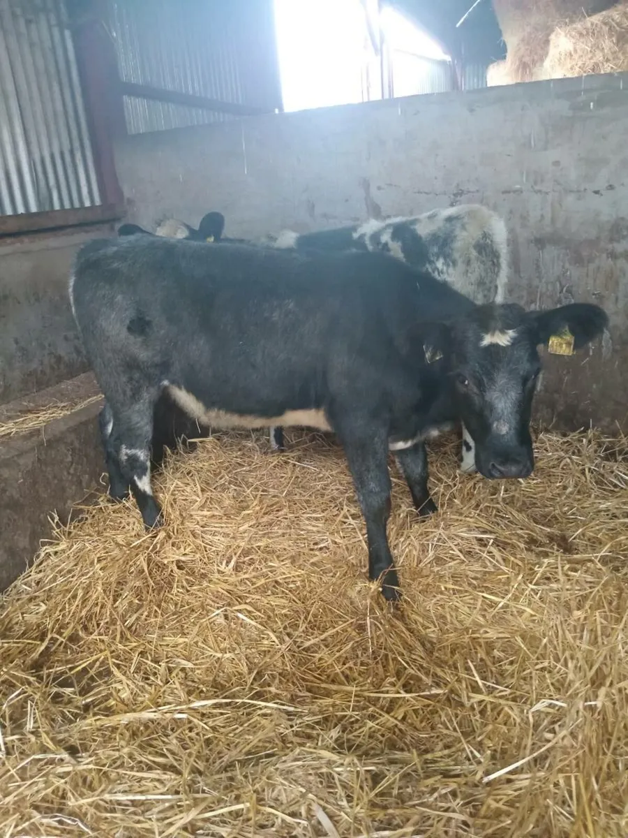 💥💥💥Smashing blue shorthorn heifers💥💥💥 - Image 1