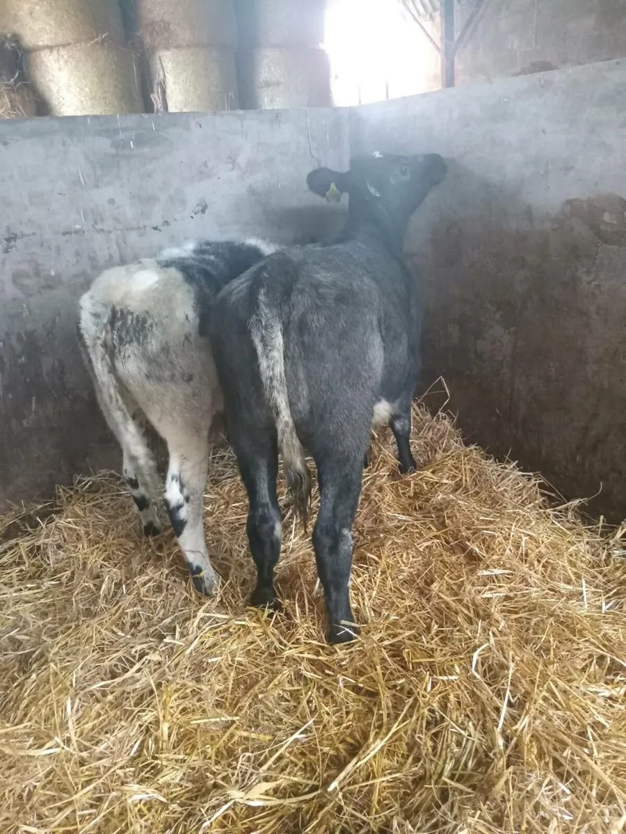 💥💥💥Smashing blue shorthorn heifers💥💥💥 - Image 2