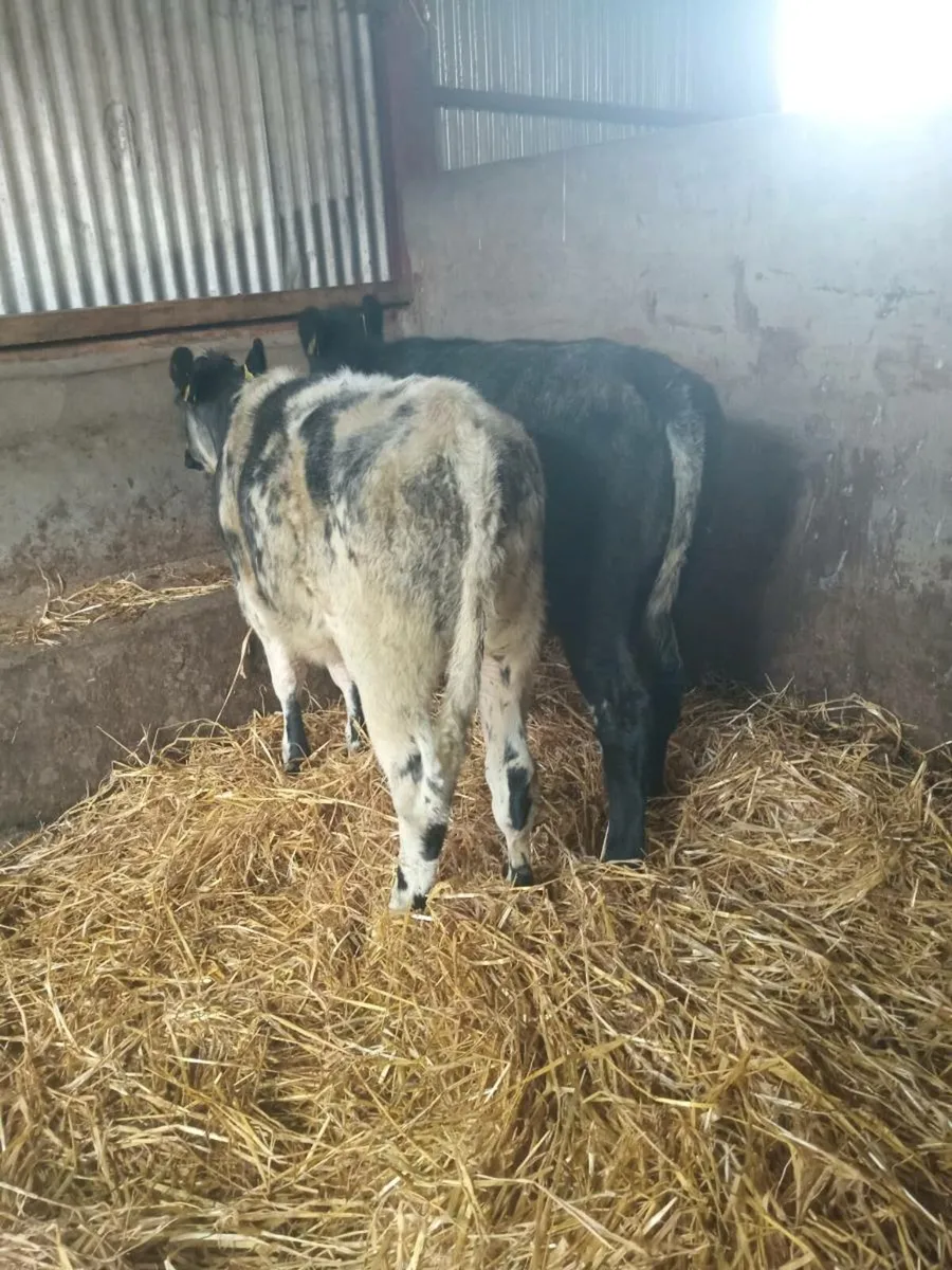 💥💥💥Smashing blue shorthorn heifers💥💥💥 - Image 3
