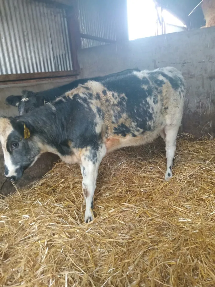 💥💥💥Smashing blue shorthorn heifers💥💥💥 - Image 4