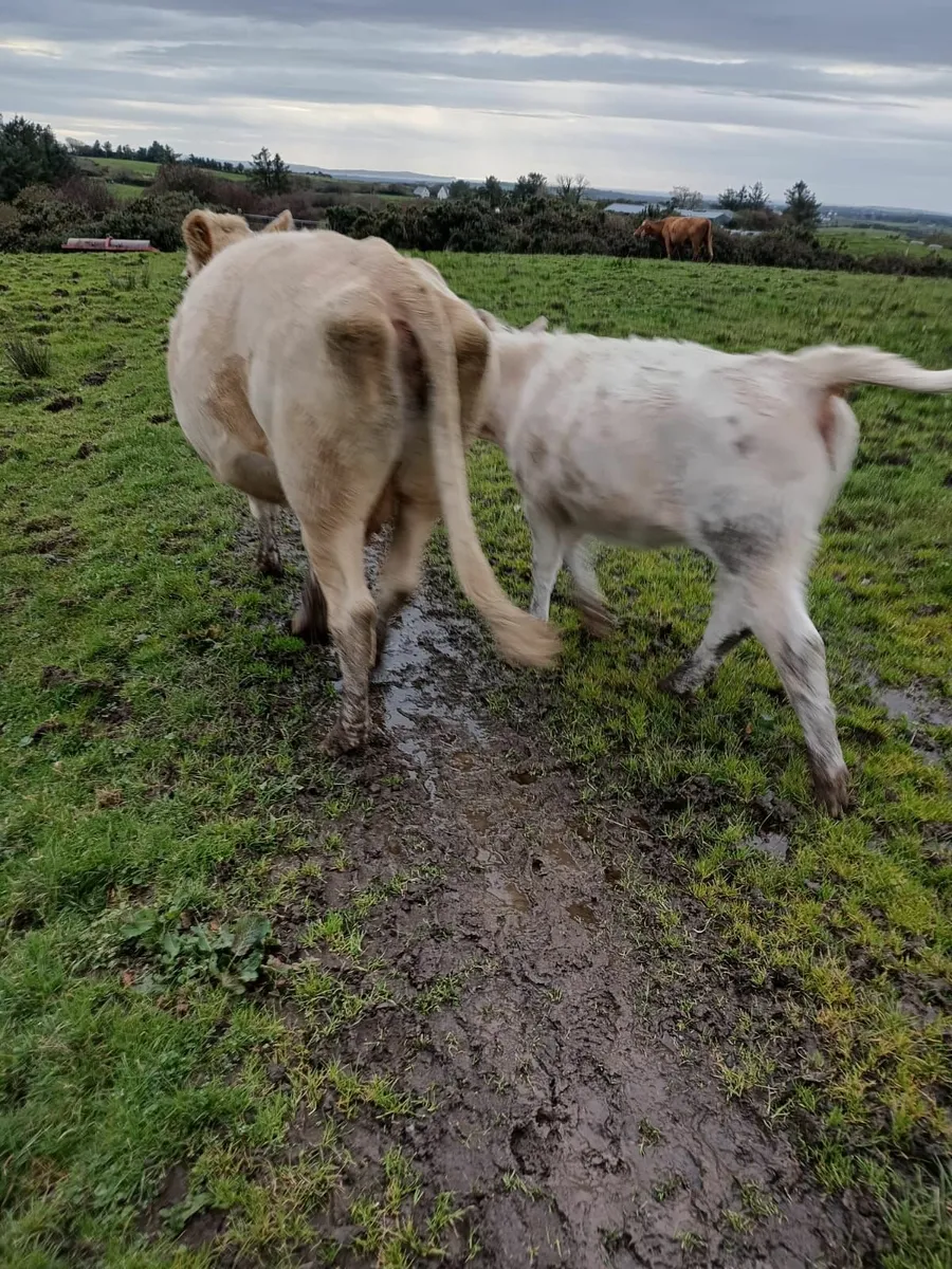 Runner Heifers 4 star genotyped - Image 3