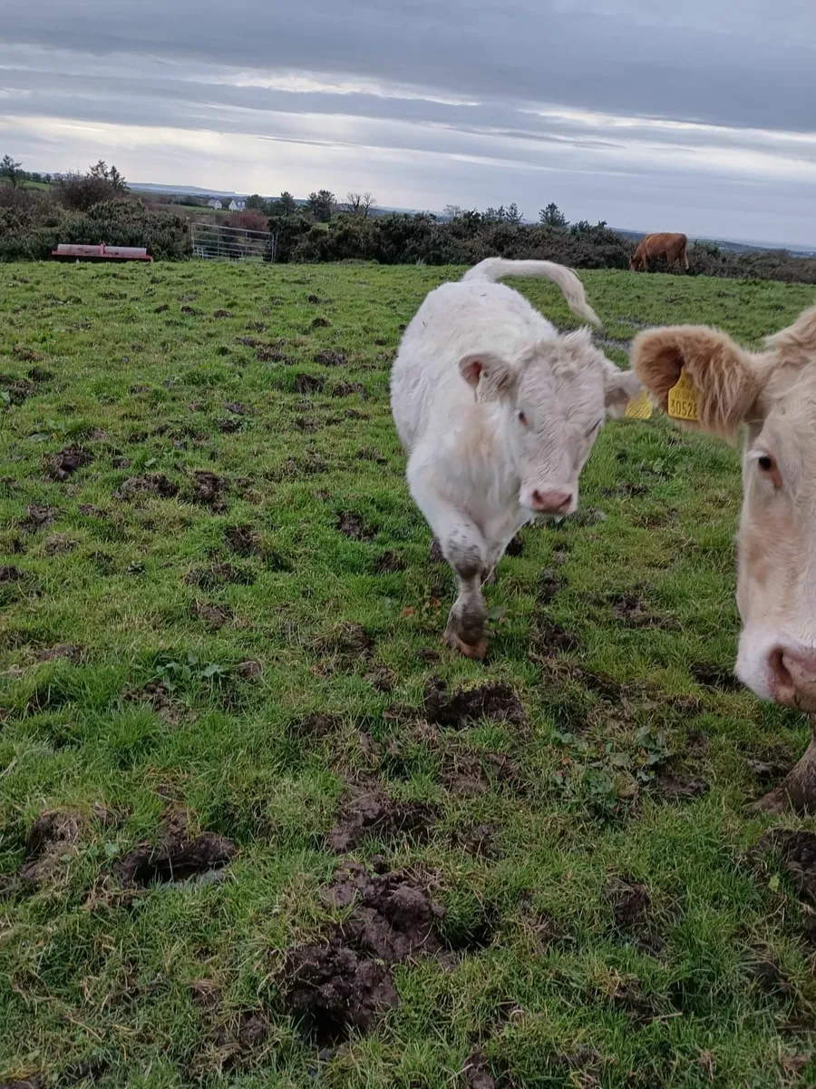 Runner Heifers 4 star genotyped - Image 1
