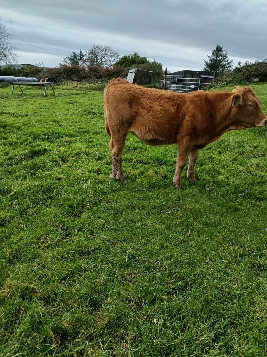 Runner Heifers 4 star genotyped - Image 4