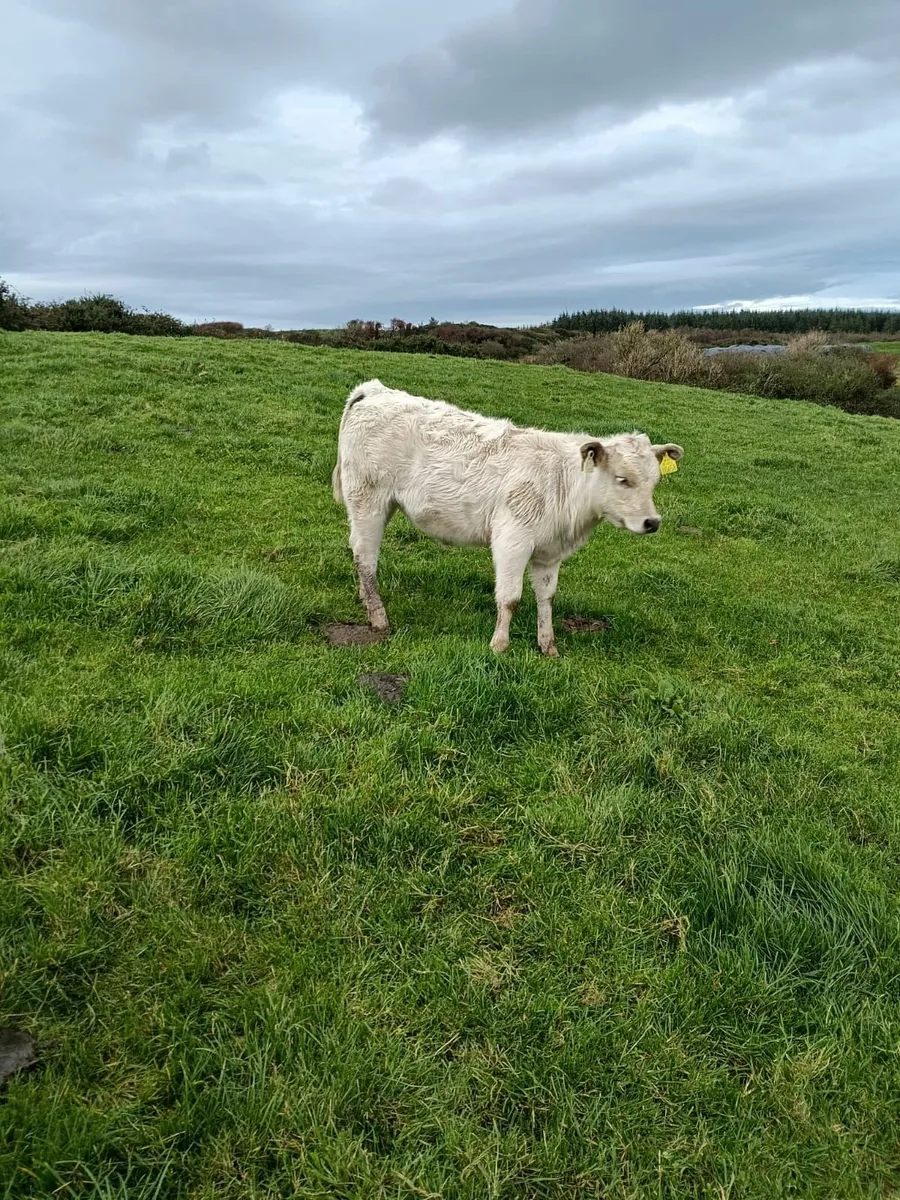 Runner Heifers 4 star genotyped - Image 2