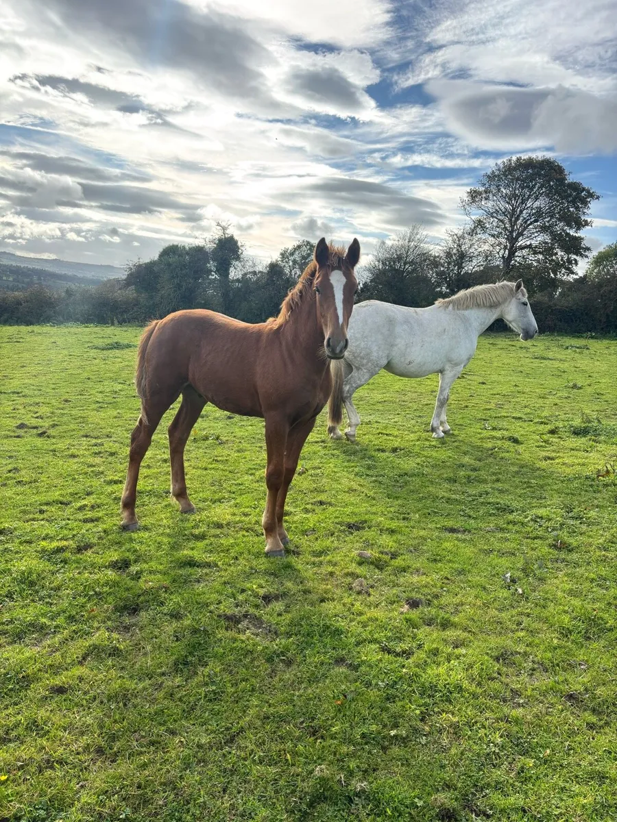 Irish Draught Colt Foal - Image 1
