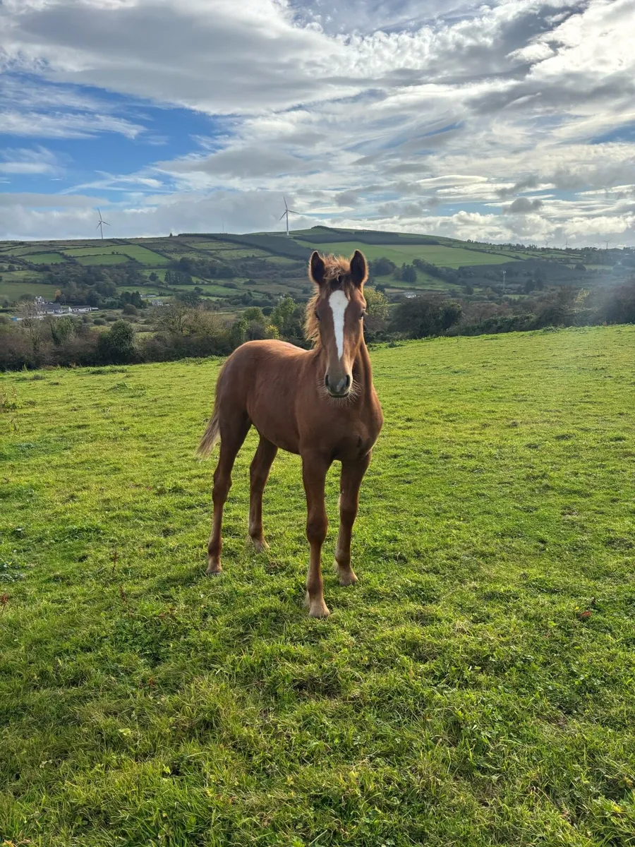 Irish Draught Colt Foal - Image 2