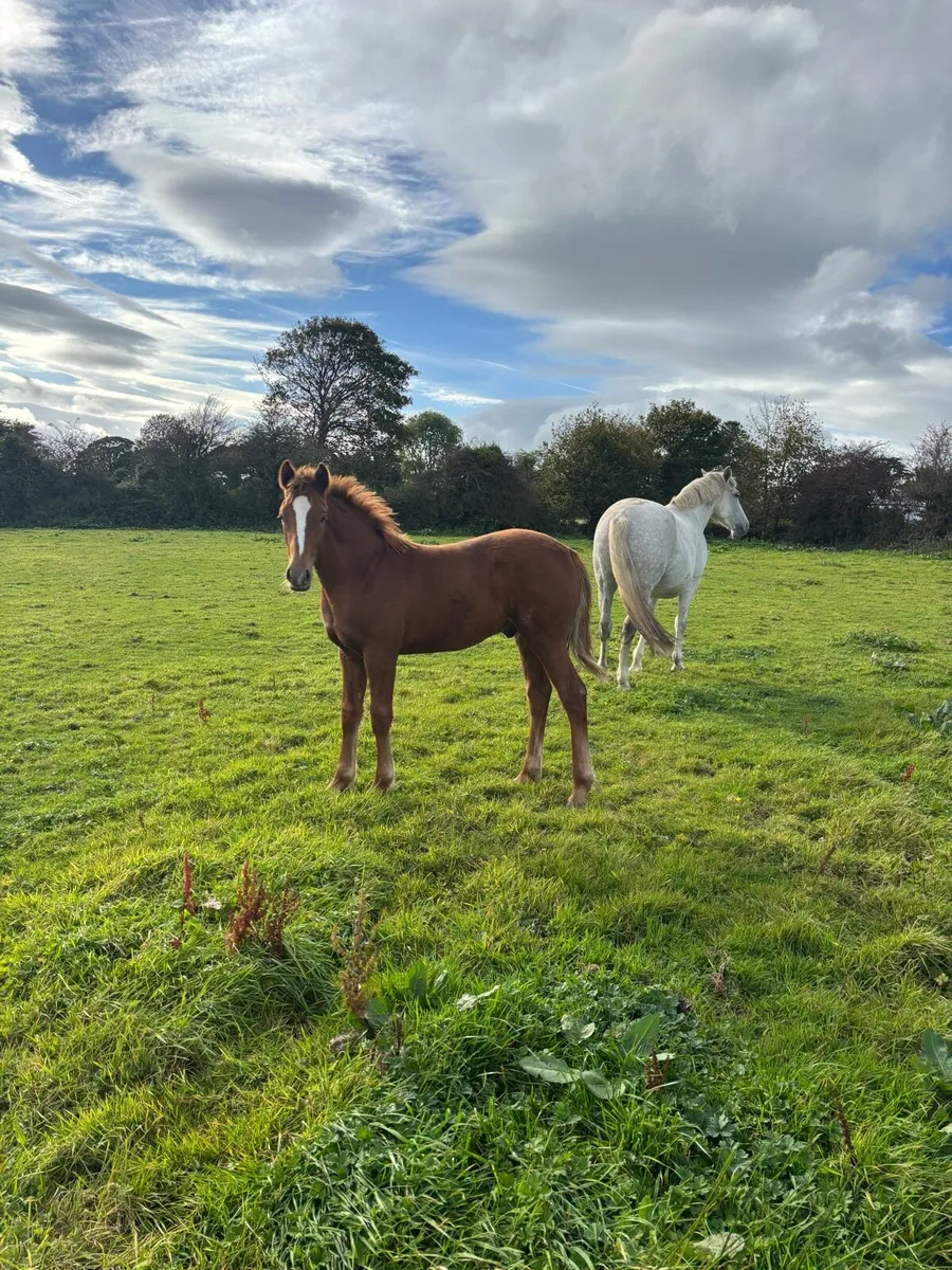 Irish Draught Colt Foal - Image 3