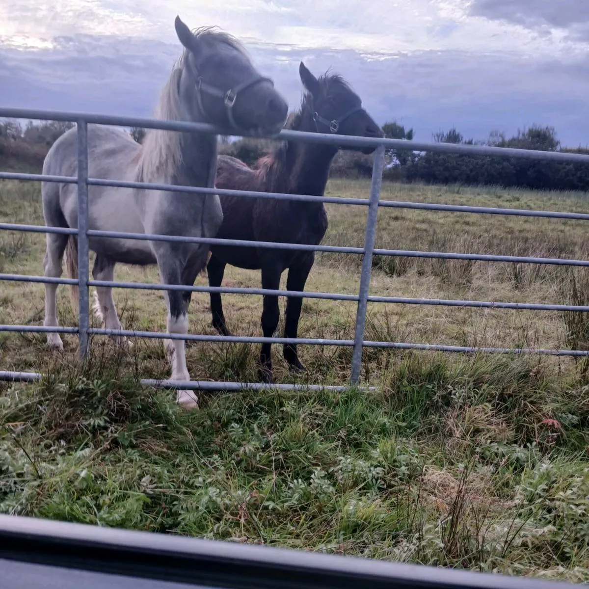 Pony's for sale - Image 1