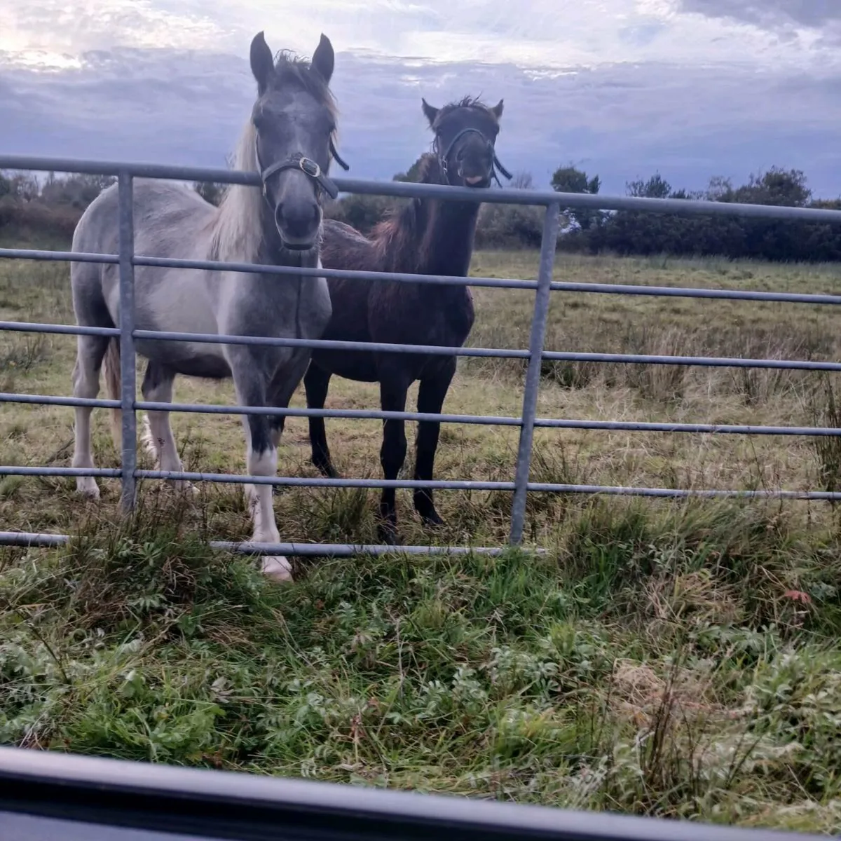 Pony's for sale - Image 2