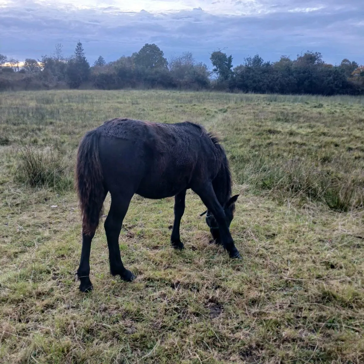 Pony's for sale - Image 3