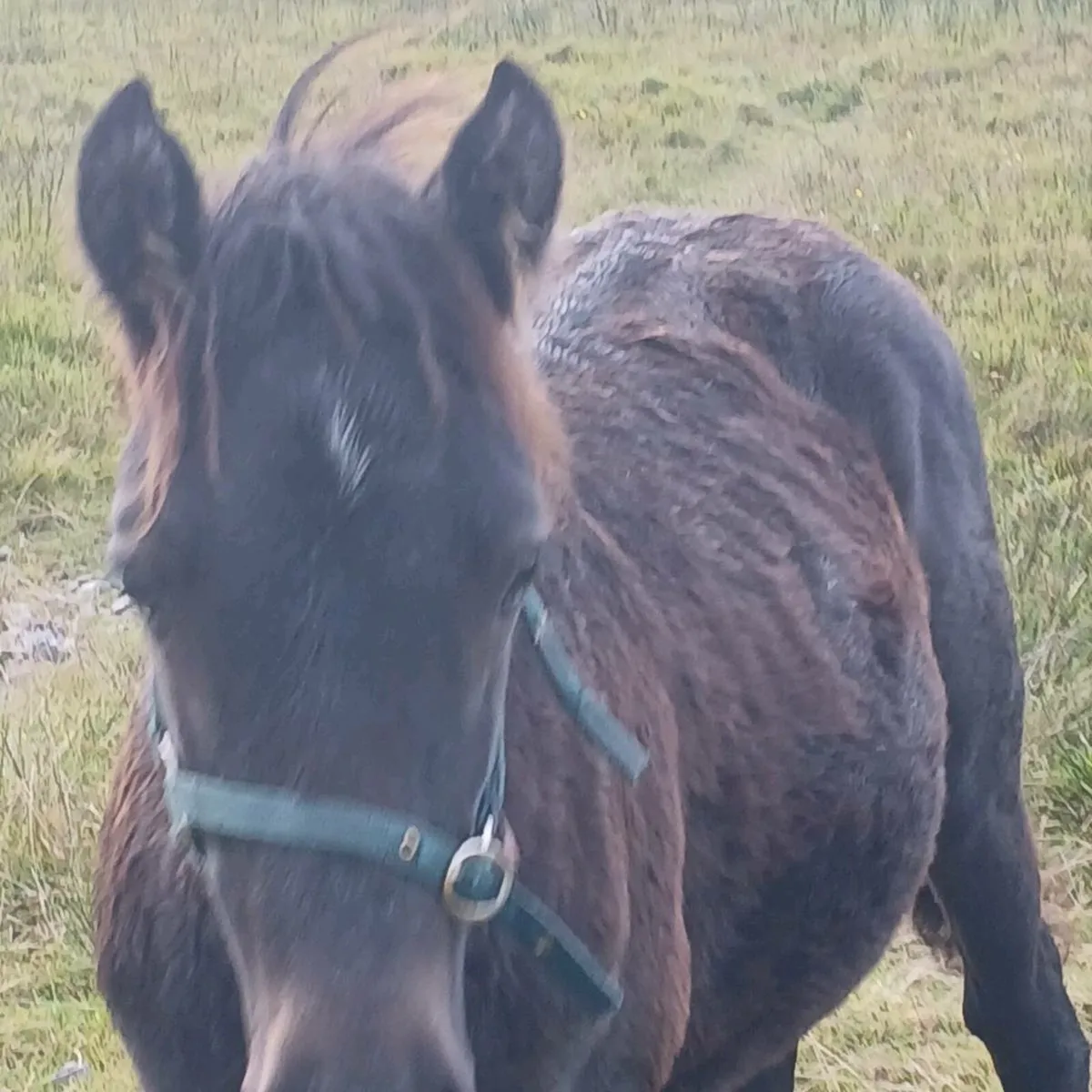 Pony's for sale - Image 4