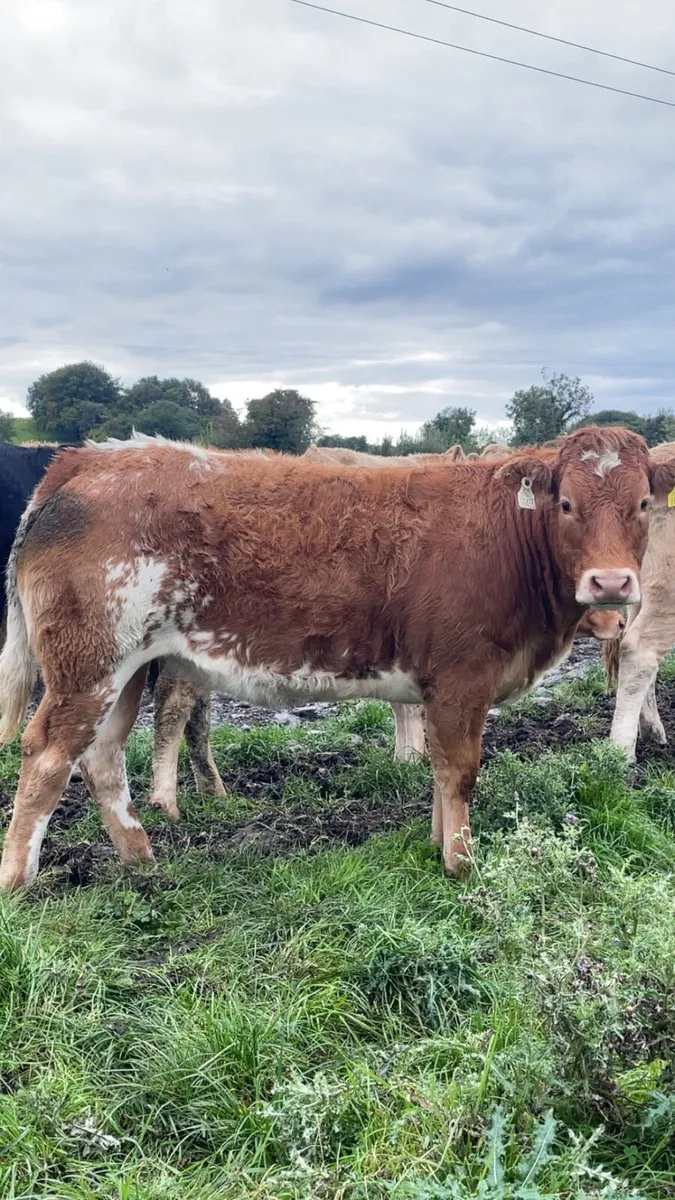 Super Breeding Heifers - Image 1