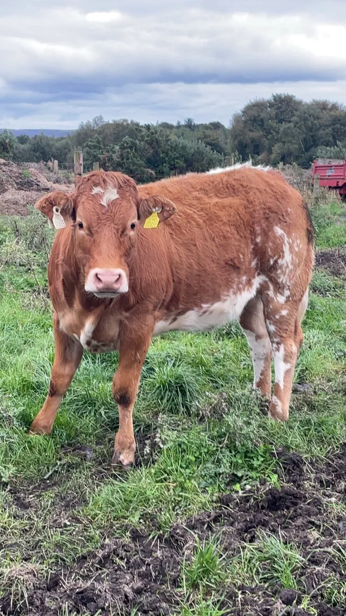 Super Breeding Heifers - Image 2