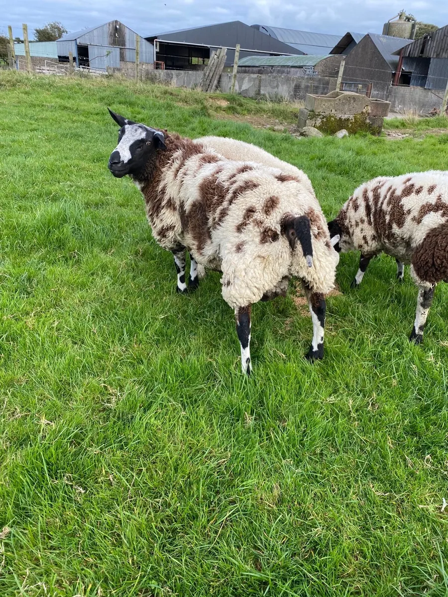 Dutch spotted Ram Lamb - Image 2