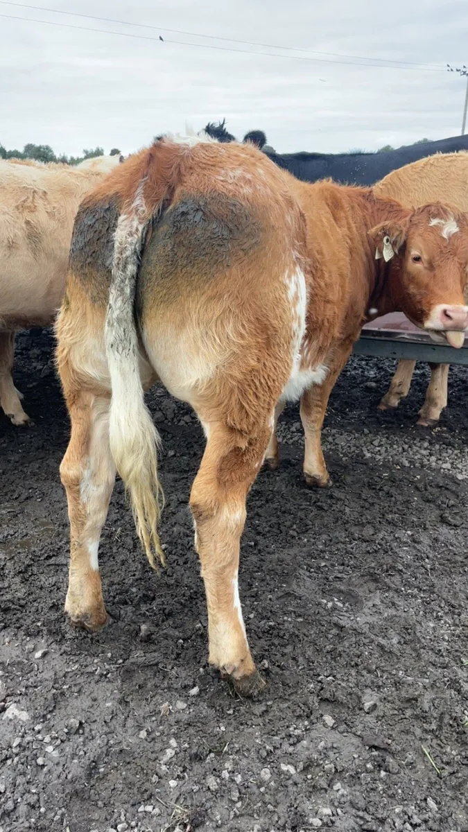 Super Breeding Heifers - Image 3