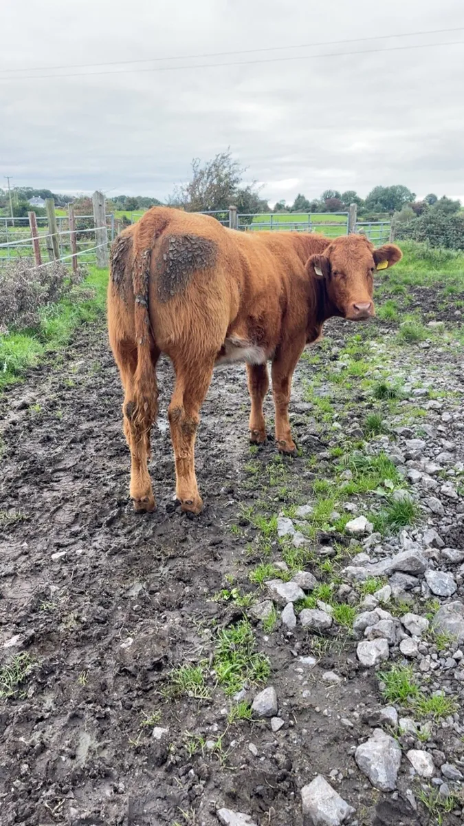 Super Breeding Heifers - Image 4
