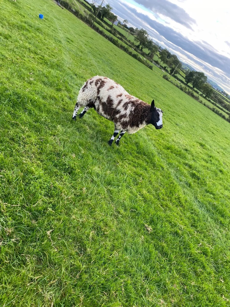 Dutch spotted Ram Lamb - Image 3