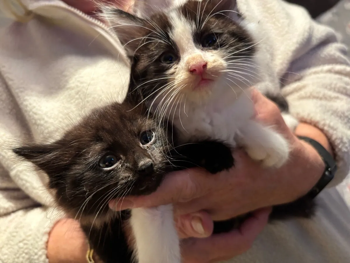 Kittens - Image 1