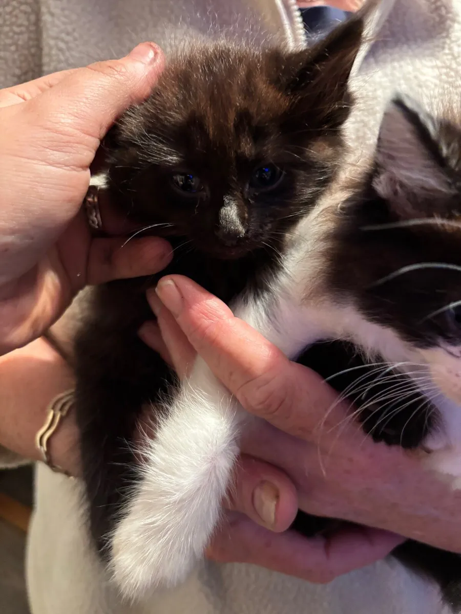 Kittens - Image 2