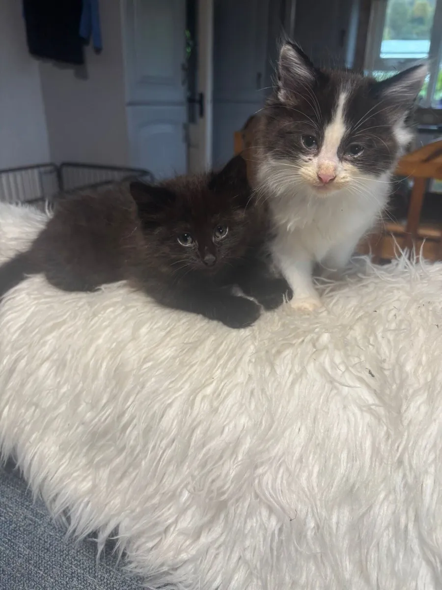 Kittens - Image 3
