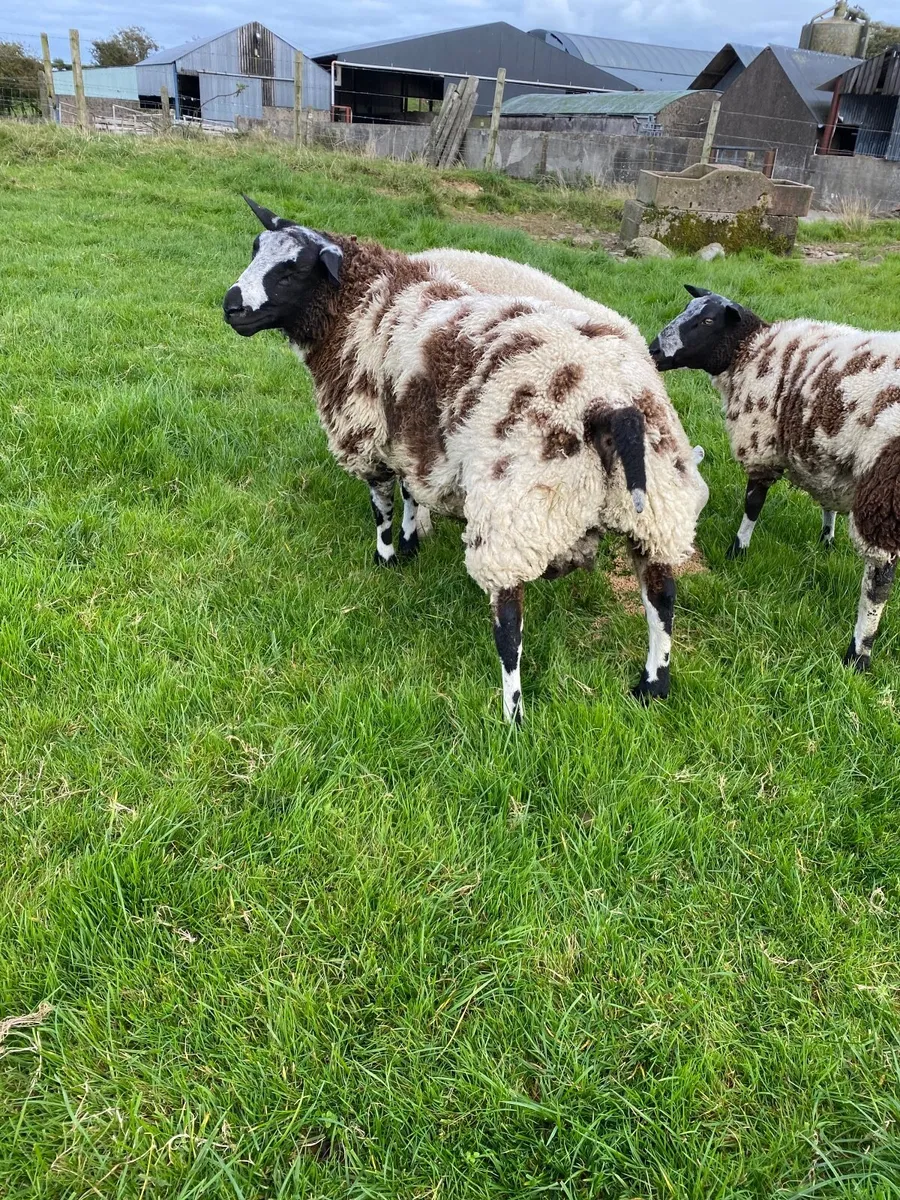 Dutch spotted Ram Lamb - Image 1