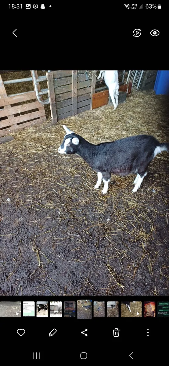 3 female Goats for sale . 1 year old - Image 1