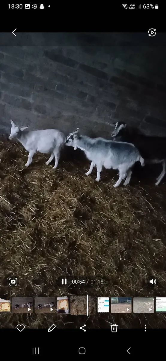 3 female Goats for sale . 1 year old - Image 2