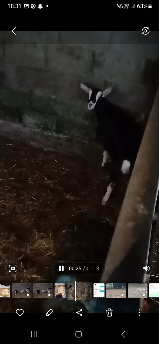 3 female Goats for sale . 1 year old - Image 3