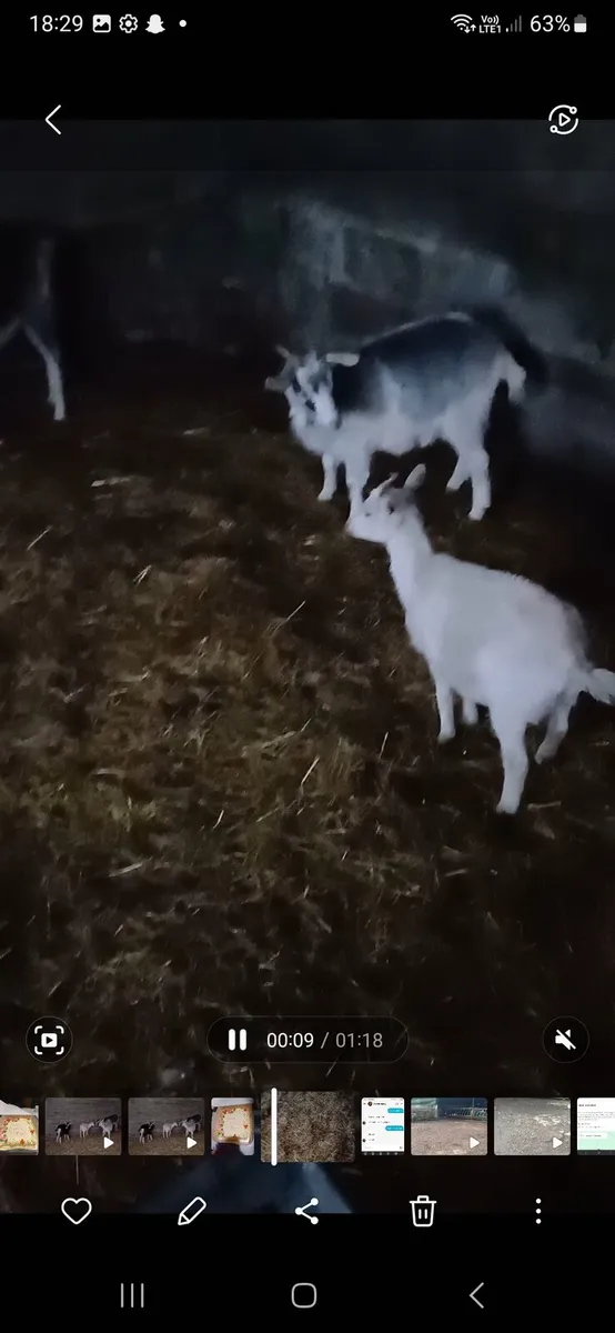 3 female Goats for sale . 1 year old - Image 4