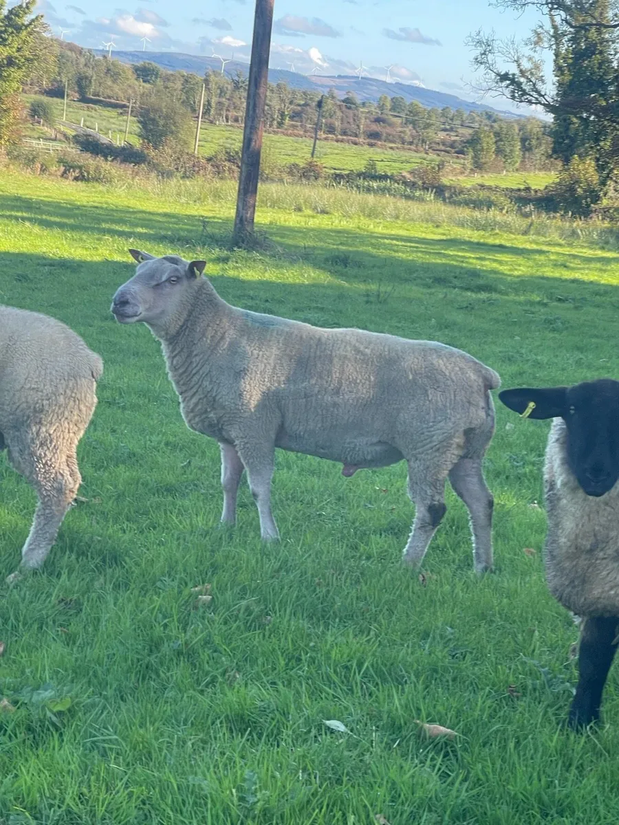 3 yr old Charollais Ram - Image 2