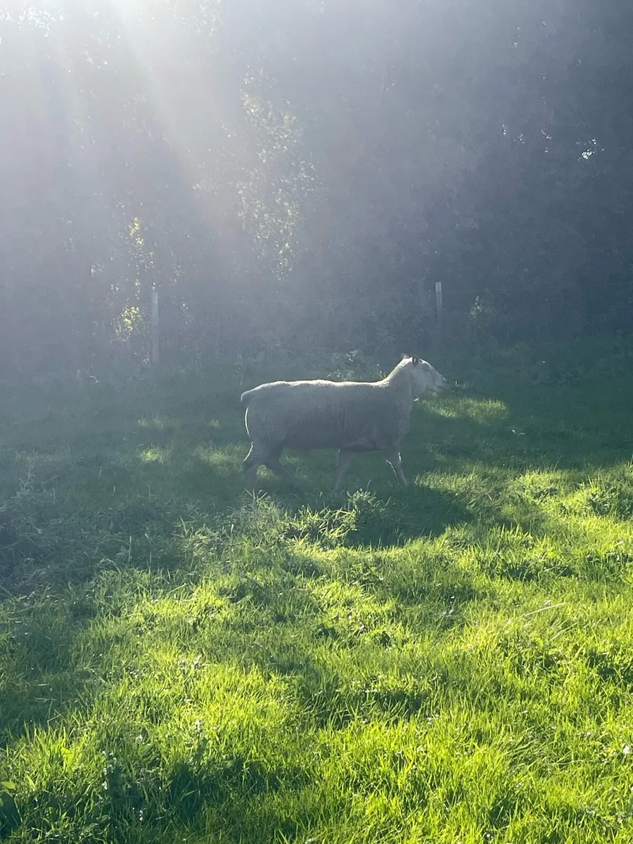 3 yr old Charollais Ram - Image 3