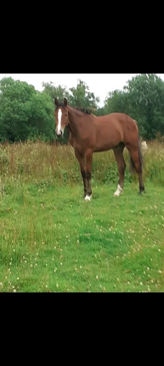 3 Year Old Gelding for sale