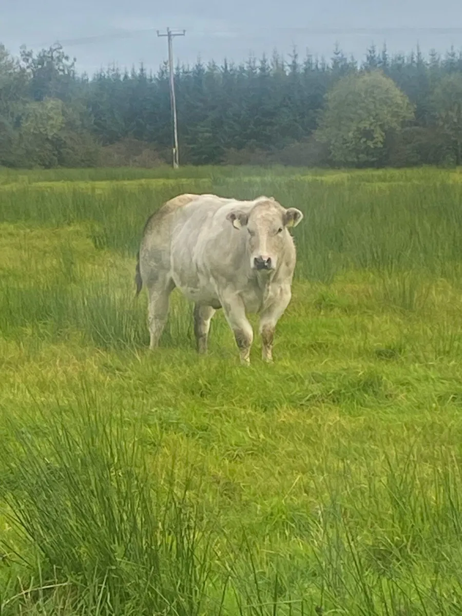 Heifer - Image 1