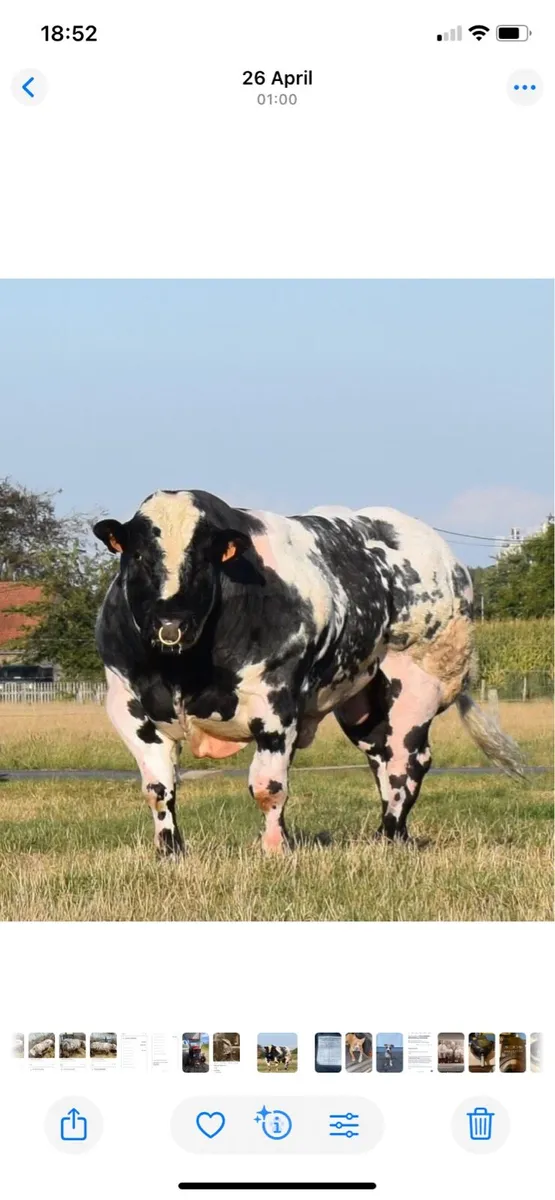 Heifer - Image 2