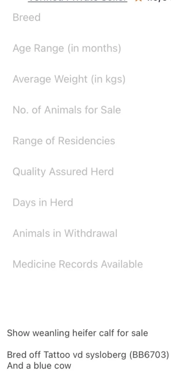 Heifer - Image 3