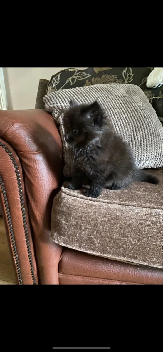 Kitten - Image 1