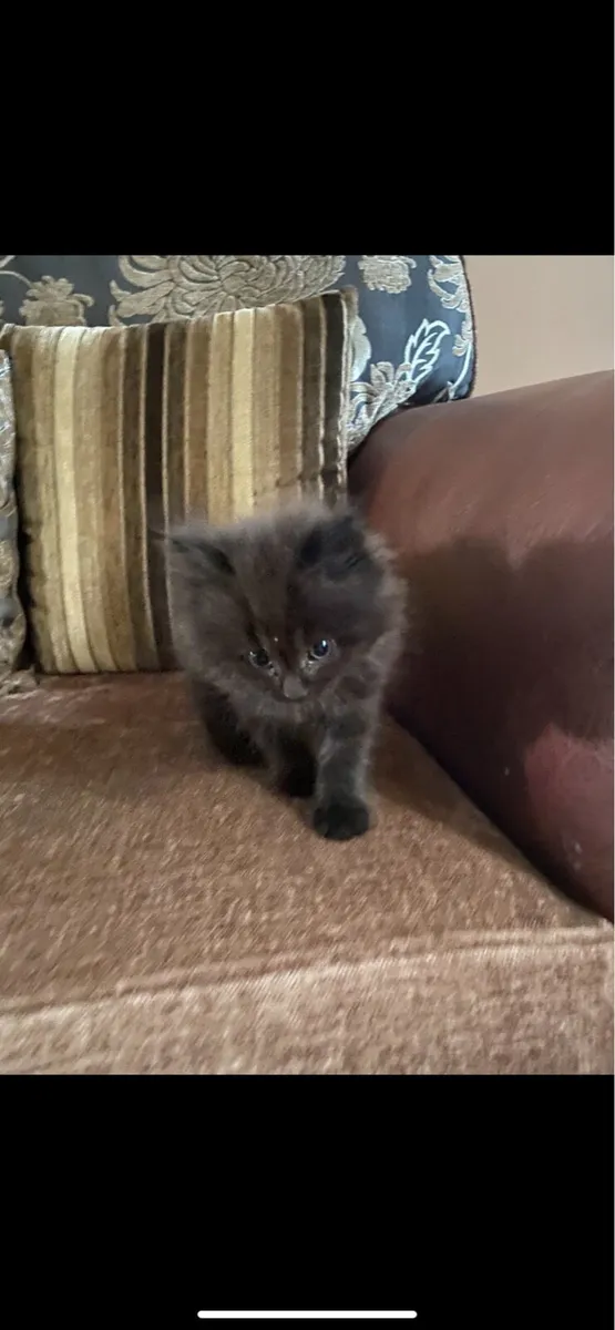 Kitten - Image 2