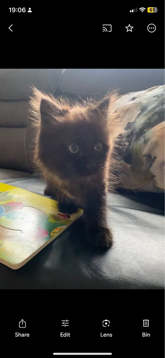 Kitten - Image 3