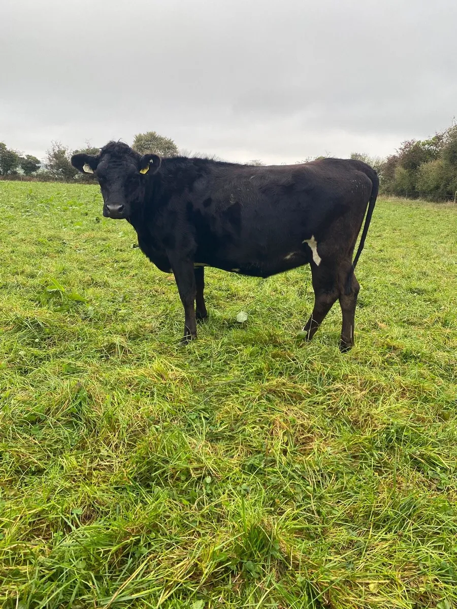 Crossbred empty heifers and cows - Image 1