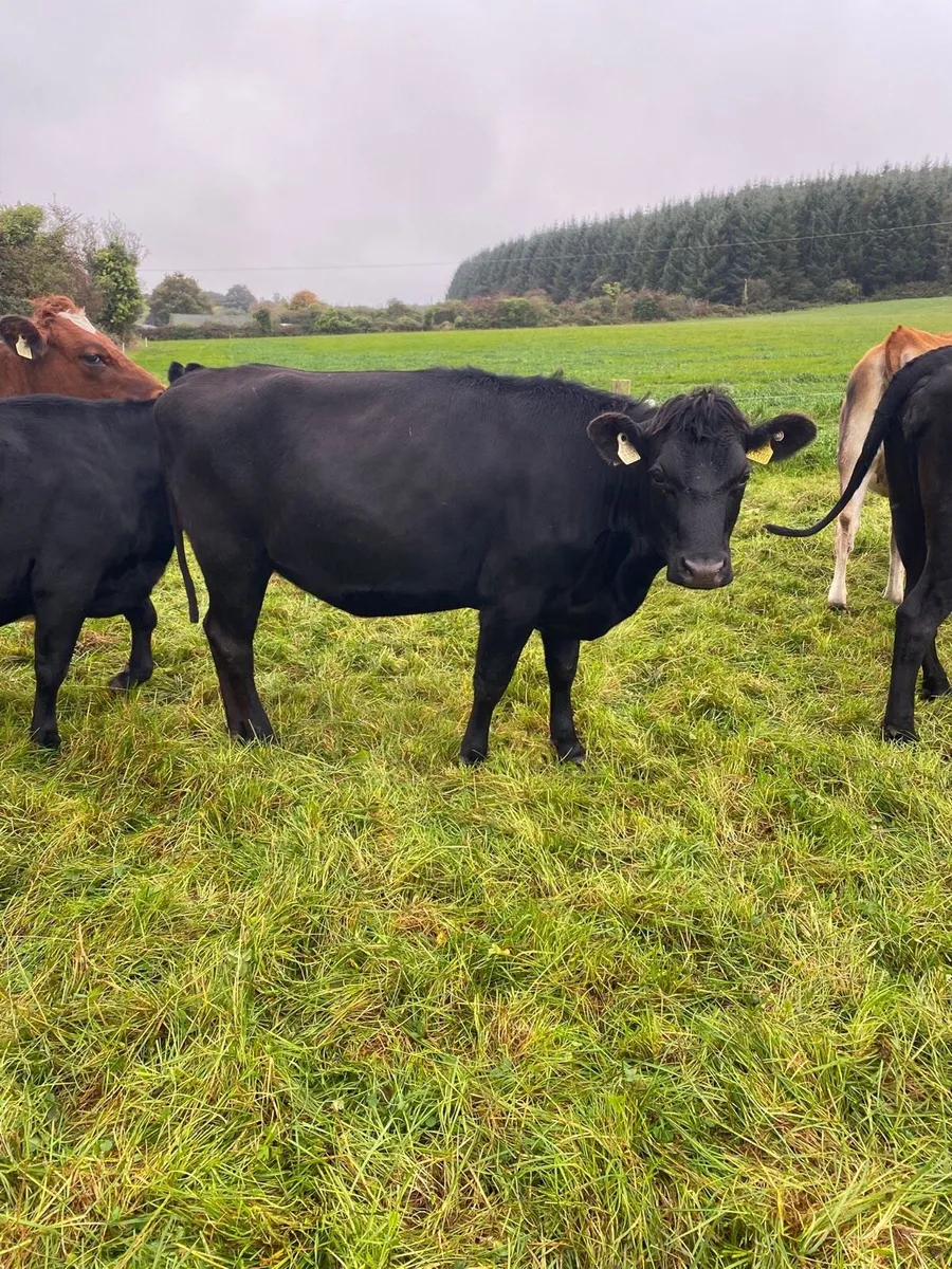 Crossbred empty heifers and cows - Image 2