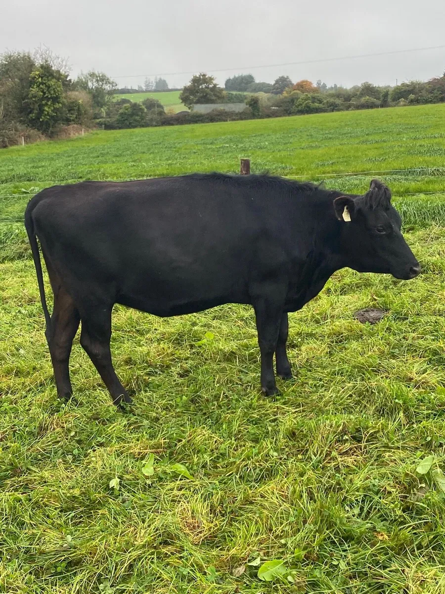 Crossbred empty heifers and cows - Image 3