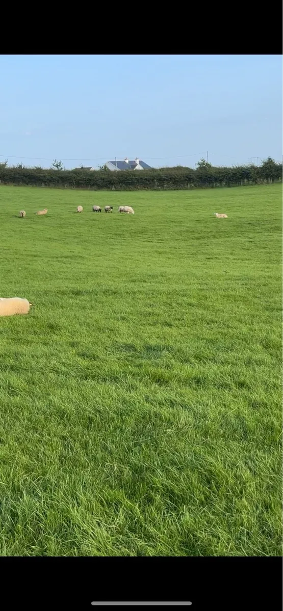 Wanted *winter grazing *