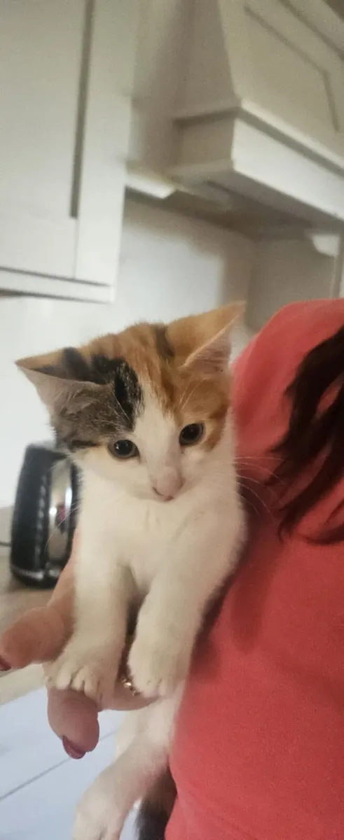 Kittens - Image 2