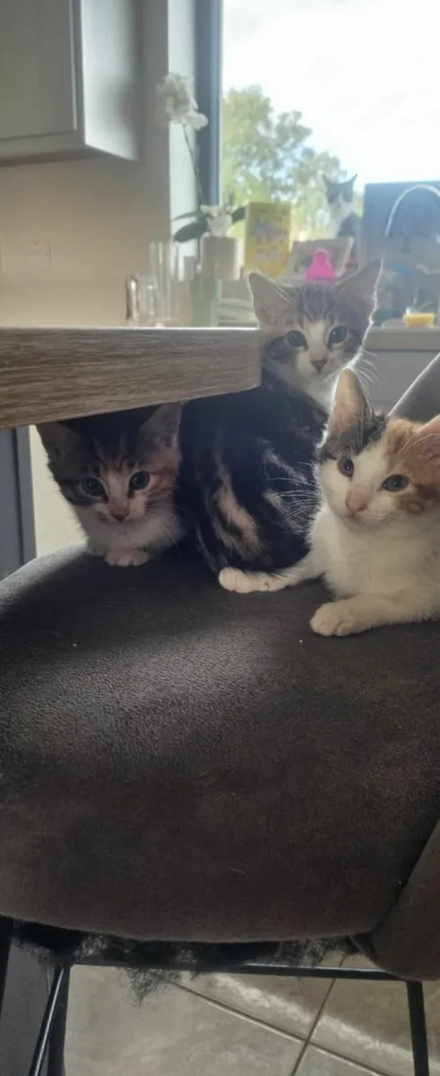 Kittens - Image 3