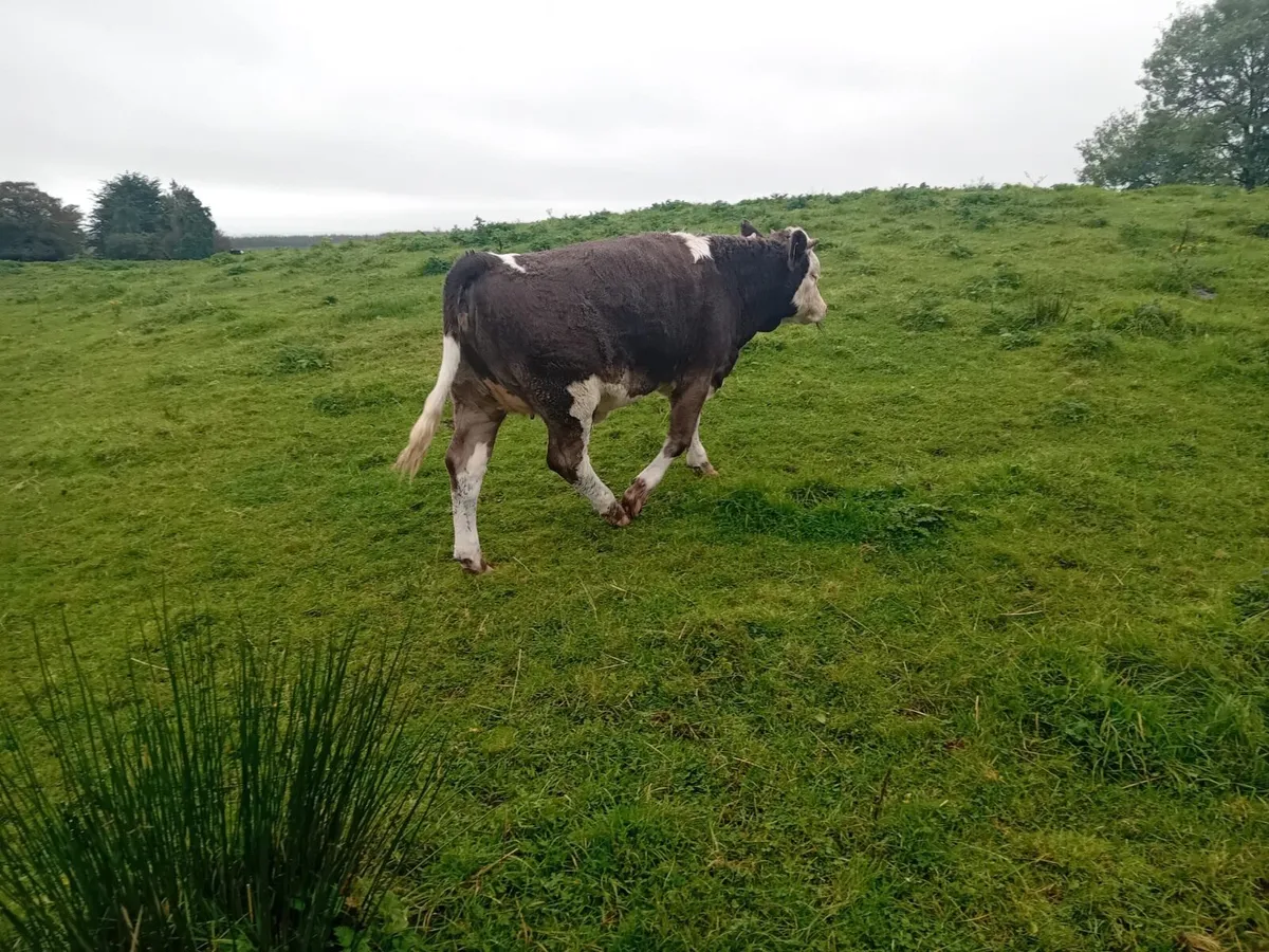 Homebred Simmental Weanlings - Image 2