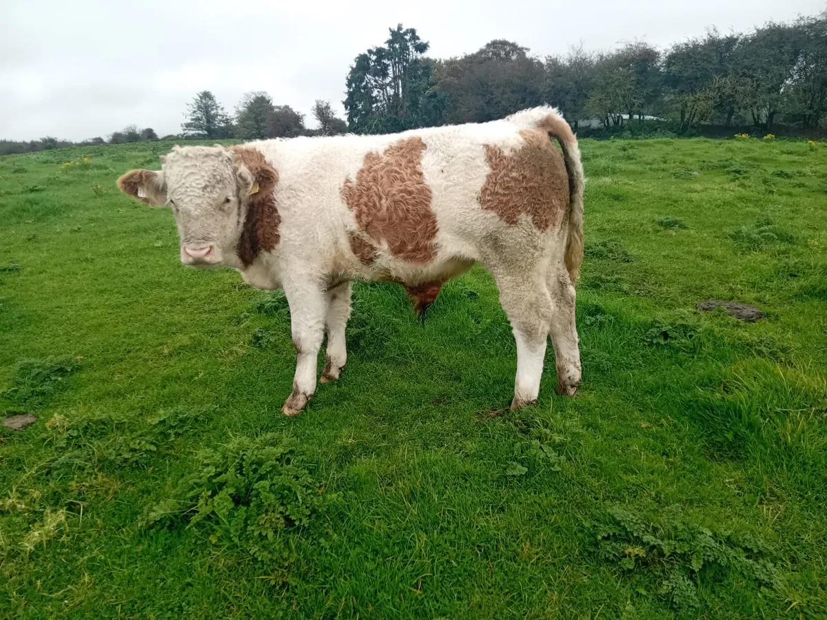 Homebred Simmental Weanlings - Image 1