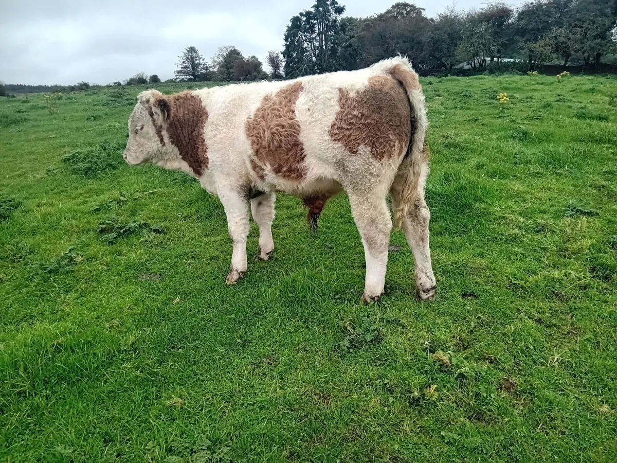 Homebred Simmental Weanlings - Image 3